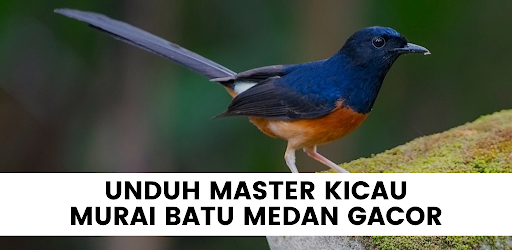 Master Murai Batu Medan Gacor