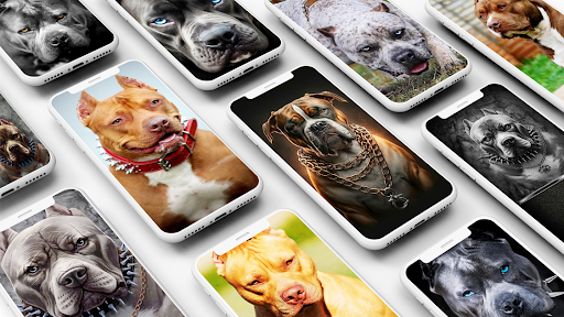 Android application Pitbull Wallpaper screenshort