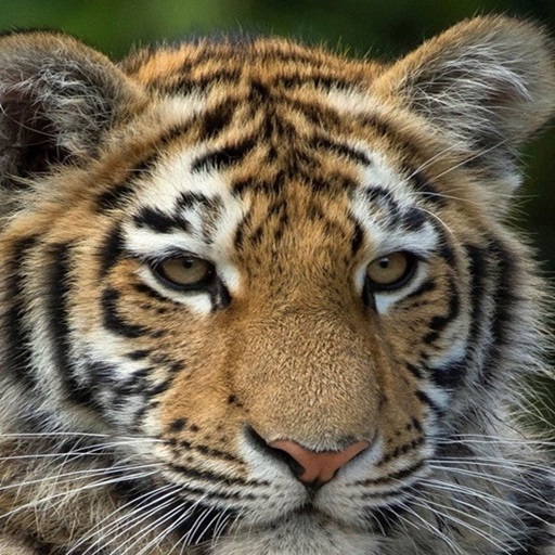 Cute Tiger Puzzle logo