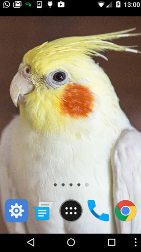 cockatiel bird wallpaper Screen 2