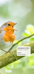 Picture Bird - Bird Identifier Capture d'écran