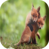 fox challenge icon