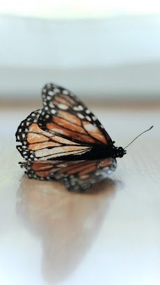 蝶の壁紙のおすすめ画像1