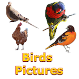 Birds Names with Pictures for Kids icon