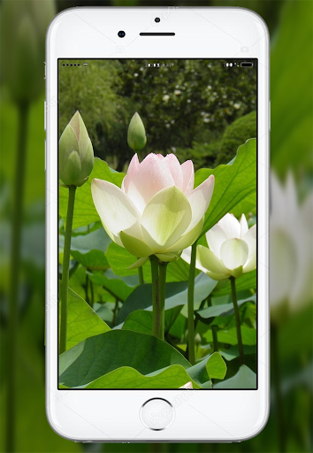 Lotus Flower Live Wallpaper Screen 3