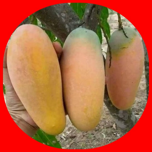 mango cultivation logo