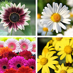 Cover Image of Download Sunflower HD Wallpapers 2.0.44 APK