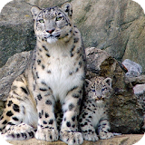 Snow Leopard Wallpaper icon