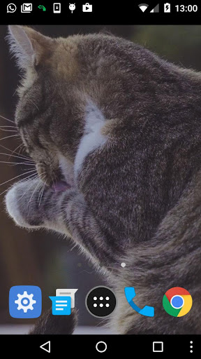 cat licking live wallpaper Screen 2