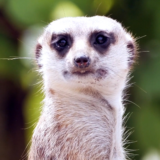 meerkat wallpaper logo