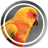 Kicau Lovebird icon