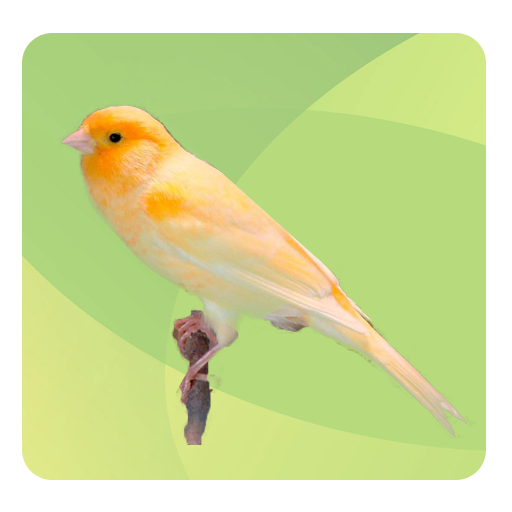 Top Birds Ringtones 2 logo