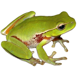 Frog Power icon