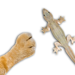 Imagen de icono For cat - catch the Lizard