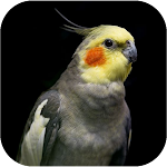 Cover Image of डाउनलोड Cockatiel Sounds and Images  APK