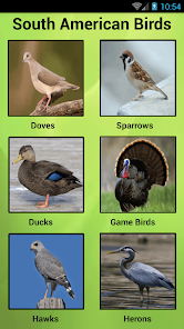 South American Birds - Apps on Google Play