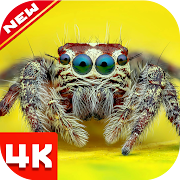 Spider Wallpapers 1.0.0 Icon