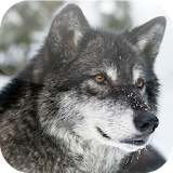 1500+ Wolf Wallpapers icon