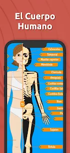Atlas Anatomía: Cuerpo Humano