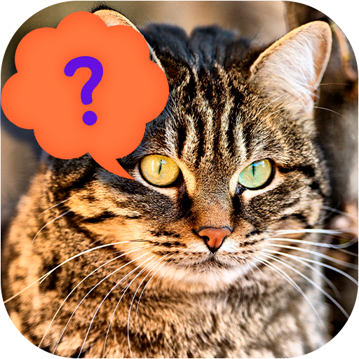 Guess the cat - quiz game Download on Windows