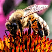 beekeeping