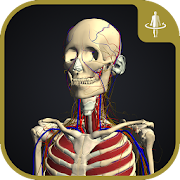 3D motion anatomy teamLabBody  Icon