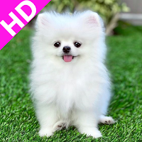 Pomeranian Dog Wallpaper HD - Cute Puppy Wallpaper