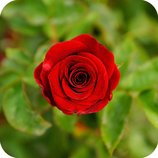 Red Rose Wallpaper for  Android – Latest Version & Features app icon
