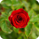 Cover Image of ดาวน์โหลด Red Rose Wallpaper  APK