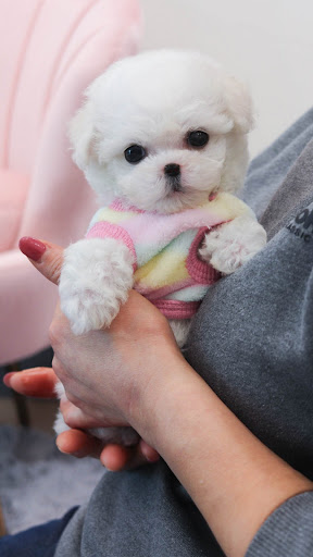 Android application Bichon Frise screenshort