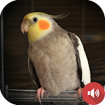 Cover Image of ダウンロード Cockatiel Sounds  APK