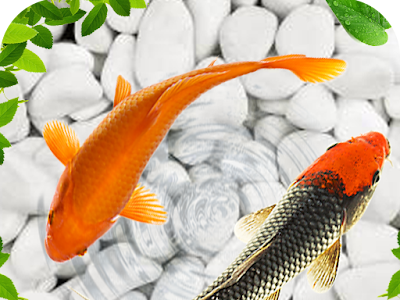 √100以上 スマホ 魚 壁紙 128342-魚 可愛い スマホ 壁紙