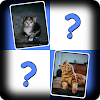 Cats Kittens Matching Puzzles icon