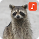 Raccoon Sound Effects Auf Windows herunterladen