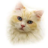 Породы кошек icon