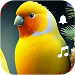 Birdsong: wonderful ringtones