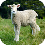Sheep Sounds icon