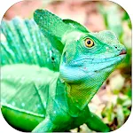 Cover Image of Download Exotic Animal Wild Wallpapers 1.0 APK