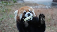 Red Panda. Animals Wallpaperのおすすめ画像4