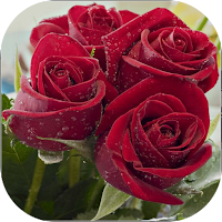 Beautiful flowers and roses Images Gif