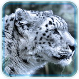 Snow Leopard Eyes icon