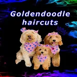 Cover Image of Unduh goldendoodle haircuts  APK