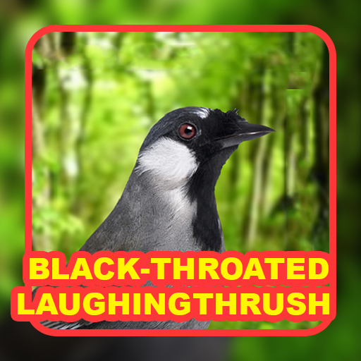 Black-throated laughingthrush