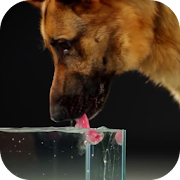 Dog Drinking Water Video Wallpaper