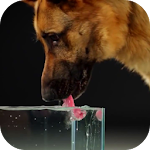 Dog Drinking Water Video Wallpaper Apk