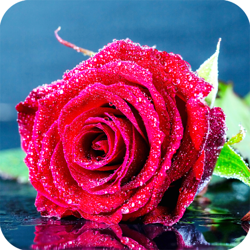 Red Rose Wallpaper Full HD Download on Windows