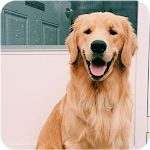 Cover Image of Download Dog wallpapers - Puppy WP  APK