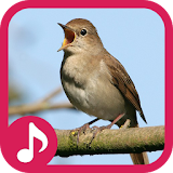 Nightingale Sounds icon