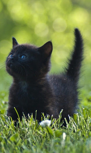 Kitty Cool: HD Cats Wallpapers Screen 3