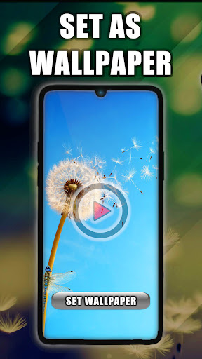 Dandelion Live Wallpaper Screenshot 1 - AppWisp.com